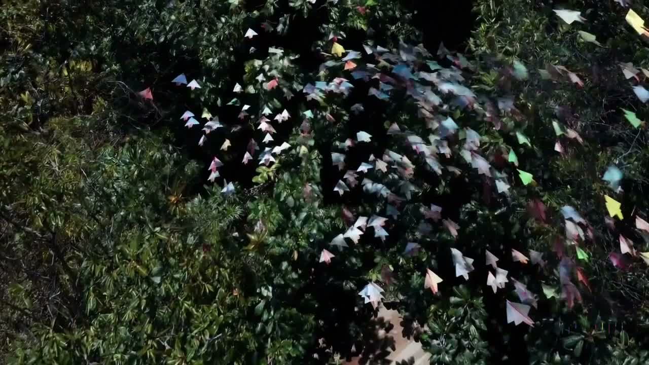 丛林中的纸飞机群